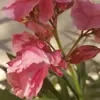elisanicoletti417 - @elisanicoletti417 - TikTok