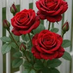 Rosa Elisa - Facebook