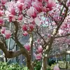 flower - @elisareeves1 - TikTok