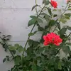 Elise Regan632 - @eliseregan632 - TikTok