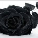 Elisabeta Riedl - Facebook
