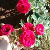 elisariveros - @elisa199055 - TikTok