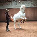 LISA ROSENTHAL - @reitgefuehl_ - Instagram