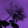 elisa_roy - @fonddecran2 - TikTok