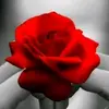 Roy elisa - @roy.elisa0 - TikTok