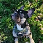 Elisa & Ruby - @alwayswithpaws - Instagram