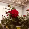 Elisa.silver7 - @elisa.ruby207 - TikTok
