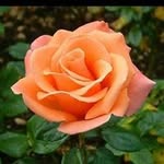 Elisa Saavedra - @saavedra343006 - Instagram