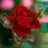 elisa singh - @user304871977 - TikTok