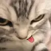 Hoàng Công Lan - @elisawayne611 - TikTok