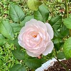 Elissa Weeks - Facebook