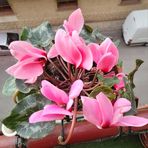 Elisabeta Munteanu - Facebook