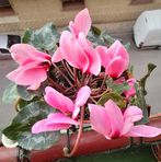 Elisabeta Munteanu - Facebook