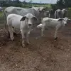 Elisabeth Anton - @elisabeth.anton - TikTok