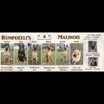 Elisabeth Bartels - @rumpdeelis_malinois - Instagram