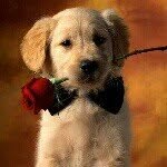Molly Elisabeth Bartels - @cute_animal_wallpapers - Instagram