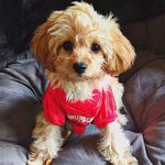 Elisabeth Beard - @abbythecavapoo - Instagram