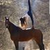 Elisabeth Blake - Facebook