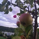 Elisabeth Hutter - @eli_vom_waldnest - Instagram