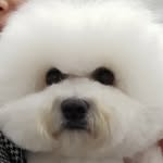 비숑엘리 ˙︶˙ - @elisabeth._.kim - Instagram