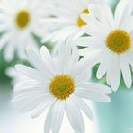 Elisabeth Spring - Facebook