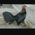 Elisandro Meza Rodriguez - @elisandromezarodriguez - Instagram