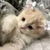 Elise Birdwhistle - @elise.birdwhistle - TikTok