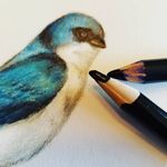 Elise Hansen - @elise_birds - Instagram