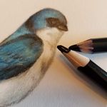 Elise’s Bird Sketchbook - @elise.birds - Instagram