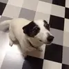 Elise Bond - @tillyville - TikTok