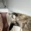 elise - @dangitelise - TikTok