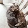 sofiaelise7 - @sophiaelisedandang - TikTok