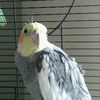 Elisedebeste - @elisedebeste - TikTok