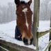 Elise Karas DeWitt - Facebook