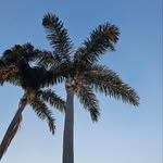 Elise - @elise_fairs - Instagram