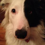 Elise Hebert - @kodababy200445 - Instagram