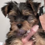 Elise Hudson - @elise_yorkies - Instagram