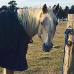 Elise Johns - @horse.whsiperer - Instagram