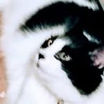 Elisa Sweeny Kellogg Shaffer - @elisasweenykellogg - Instagram