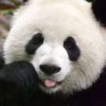 Elise Mcleod Winton - @sunsetawesomepandas - Instagram