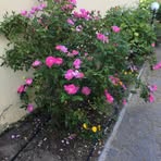 Elise Morris - Facebook