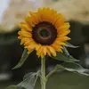 eliseo.rennerviola36 - @eliseo.rennerviol - TikTok