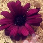 Elise Rice - @eliserice.spams - Instagram