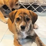 Cece Brielle Elise Sexton - @misscecetherescue - Instagram