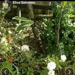Elisa Solomon - Facebook