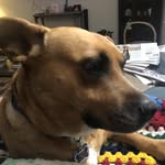Elise Sweeney - @weesiesweeney - Instagram