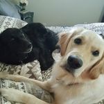 Elise Todd - @gcsd357 - Instagram