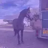 elise - @elise.will05 - TikTok