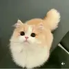 Elisha Faith Caintoy - @elisha.faith.cain - TikTok
