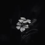 Elisha Evans - Facebook